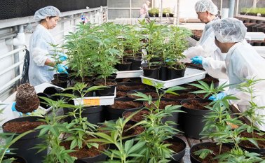 Esta es la mayor inversión corporativa en un cultivador de marihuana hasta la fecha. AFP