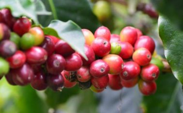 Se realizaron varios análisis de mercado. Colprensa