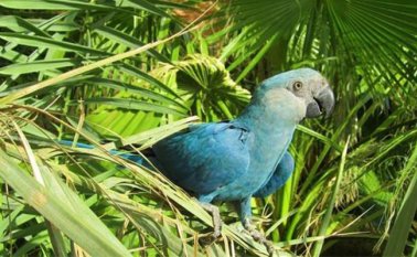 Birdlife Internacional