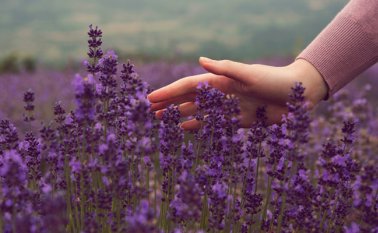 El estudio fue divulgado en la revista especializada "Frontiers in Behavioral Neuroscience". Internet