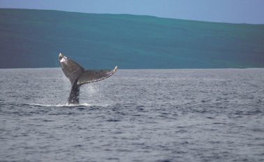 Numerosos estudios han destacado desde hace años las perturbaciones e incluso los estragos en peces, cetáceos y plancton, causados por el ruido de los motores. Colprensa