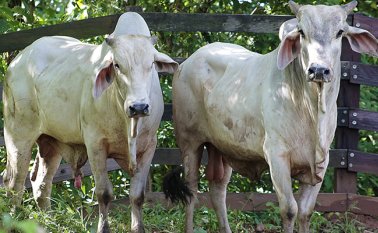 Luego de que el país perdiera el estatus sanitario. Colprensa