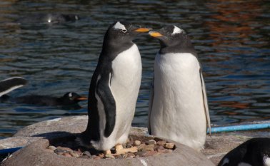 La cría, de la especie "pygoscelis papua", conocidos como pingüinos juanito, gentú, papúa o de vicha, nació el 19 de octubre pasado. Internet