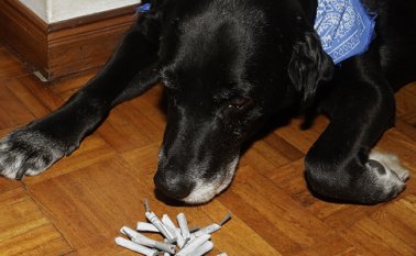 Las huellas se convertirán a su vez en árboles. Colprensa