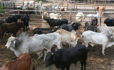 967 mil millones en carne se incautaron en 2017. Archivo