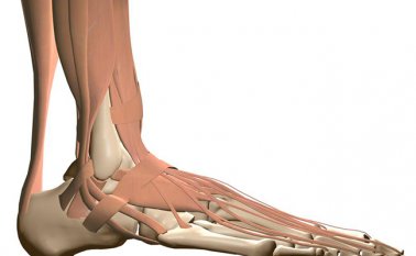 Complejo ligamentoso fibulotalocalcáneo lateral. Internet