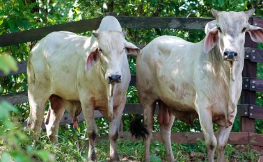 La historia del robo data del 2 de noviembre de 2002. Colprensa