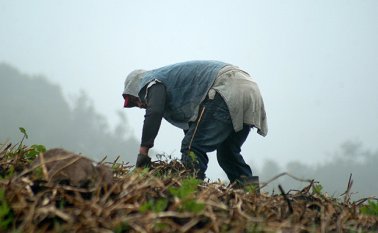Se busca ampliar el uso y fortalecer mecanismos de manejo de riesgos en el sector agropecuario del país.  Colprensa
