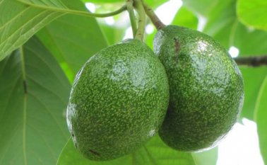 Aguacate Hass. Colprensa
