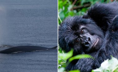 Oceanwide Expeditions y gorilaswiki.com