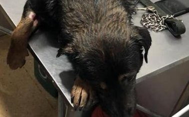 Fundación Huellitas de Yarumal