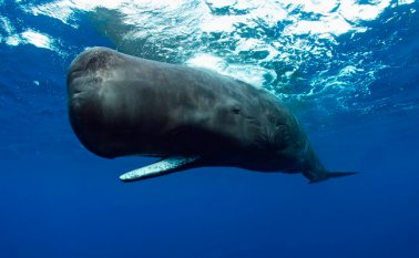 El cetáceo, de 9,5 metros de largo por 4,3 de ancho, fue encontrado el lunes por ecologistas en la isla Kapota. Internet