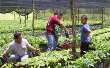Proyectos de cacao y ganadería se están ejecutando en Tibú y Toledo y La Esperanza con la Agencia de Desarrollo Rural (ADR). Archivo
