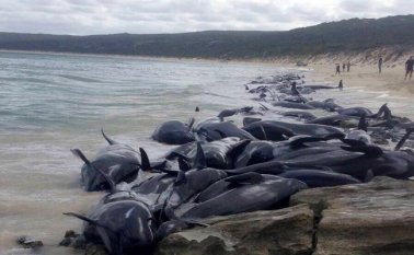 El pasado sábado se encontraron otras 145 ballenas piloto en la Isla Stewart. Tomada de Twitter