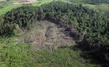 Estos alarmantes resultados se deben a la tala de árboles, agricultura, incendios forestales, exploción minera e invasión de latifundios. AFP