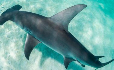 En el pasado mes de mayo, Costa Rica declaró al Golfo Dulce como santuario del tiburón martillo @alexkyddphoto
