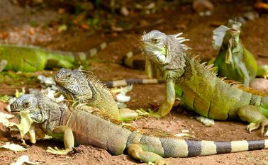 Las iguanas verdes llegaron a las Islas Caimán como mascotas en la década de los 80. Internet