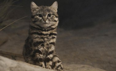 Gato patinegro africano - Felis nigripes. Flickr
