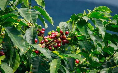 También buscan promover el consumo interno de café. Colprensa