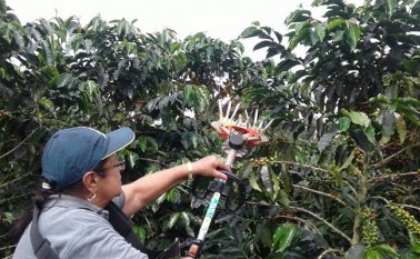A través de las jornadas ‘Días de campo’, el Comité Departamental de Cafeteros va a hacer demostraciones de la nueva tecnología en los municipios productores para que adopten estos procesos en sus cultivos. Cortesía