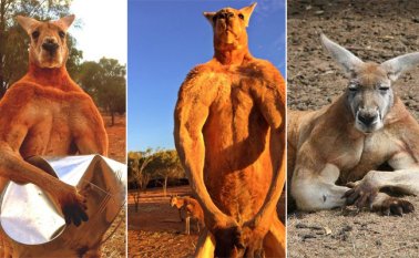 'Roger', conocido como el canguro culturista, murió a los 12 años por causas naturales y fue enterrado en el santuario Alice Springs.  Tomada de Twitter