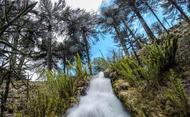 Los investigadores luchan contra el tiempo para identificar una nueva enfermedad que se abate sobre las araucarias desde hace unos años. AFP