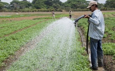 Personal de salud pública de Ocaña está alertando a los campesinos sobre el riesgo de agroquímicos que contienen fósforo. Archivo / La Opinión