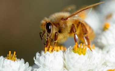 Se creía antes que era imposible vacunar a insectos, ya que no tienen anticuerpos, uno de los principales mecanismos que los humanos y otros animales usan para combatir las enfermedades. AFP