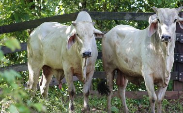 El proceso de vacunación se extendió hasta el 19 de diciembre. 
 Colprensa
