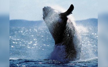 Japón se abstendrá de cazar "en aguas de la Antártida o en el hemisferio Sur". Archivo AFP