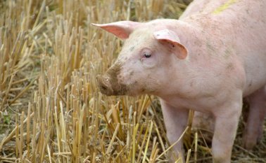 Dividieron a cerdos de menos de dos meses en dos estancias.
Internet