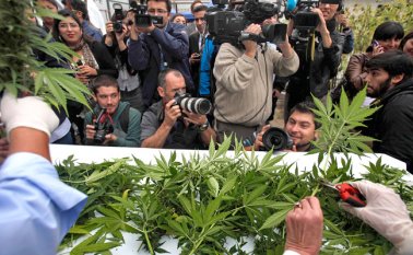 Los negocios en cannabis medicinal alcanzarán los 1.000 millones de dólares en ventas en 2019, mientras las licencias se podrían duplicar o triplicar en el transcurso del año. Archivo