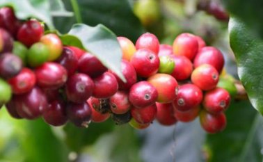 Pues se cosecharon 1,28 millones de sacos. Colprensa