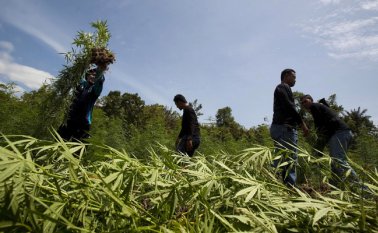 Según las autoridades, ‘Los Pelusos’, comandados por alias W, y disidentes del Sexto Frente de la antigua guerrilla de las Farc, lideran los procesos delictivos derivados de la siembra de marihuana. Archivo