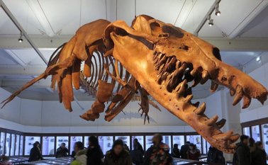 Según una investigación publicada este miércoles por el Museo de Historia Natural de Alemania. Twitter