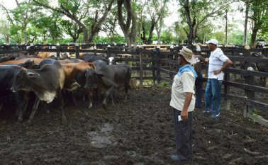 $1.035 es el valor de la dosis de la vacuna. Colprensa