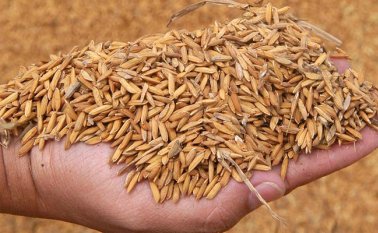 Los arroceros le solicitaron al ministro de Agricultura, Andrés Valencia, una reunión urgente con los diferentes gremios del sector a nivel nacional. Colprensa