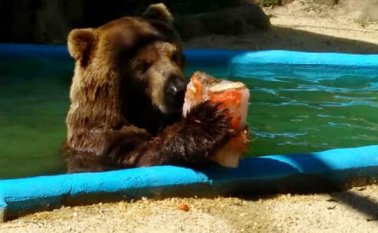 Jardín Zoológico de Río de Janeiro