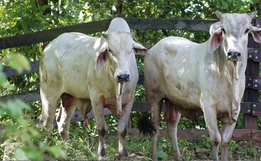 Esta vacunación es una de las acciones obligatorias para recuperar el estatus sanitario.  Colprensa