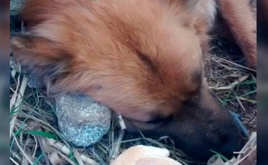 Este es el animal que murió desangrado. Cortesía