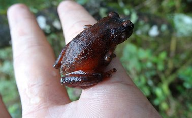 Así lo reveló un estudio de la Universidad Nacional. Colprensa