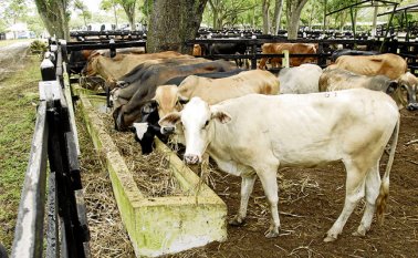 Los departamentos donde se realizará la revacunación de bovinos y bufalinos serán La Guajira, Cesar, Norte de Santander, Arauca y Vichada. Colprensa