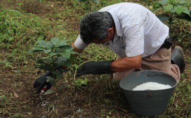 Las variedades corren peligro por la deforestación y el cambio climático, entre otras. Archivo