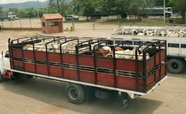 Los ganaderos de la región tan solo abastecen el 24 % de la demanda del mercado local. Archivo