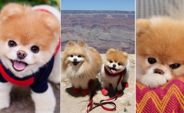 El pequeño de raza Pomerania murió a los 12 años por problemas del corazón. Tomada de Facebook