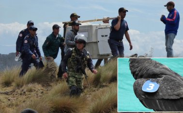 Los animales fueron desintoxicados por la ingesta de carroña envenenada y se liberaron nuevamente en el municipio Cerrito (Santander). Cortesía Alberto Peña