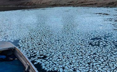 El ministro de Aguas Regionales del estado de Nueva Gales del Sur, Niall Blair, confirmó este nuevo caso poco después de que el lunes emergieran fotografías de los peces muertos publicadas por vecinos de Menindee. AFP