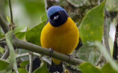 Eufonia cabeciazul.  Cortesía de Wilson Ortega