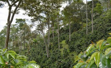 El proyecto se está gestionando por medio de una alianza entre la Universidad Francisco de Paula Santander y la Cooperativa de Caficultores.
Cortesía