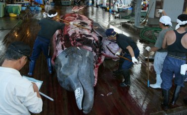 Las ballenas son desmembradas delante de residentes, estudiantes y turistas invitados con el fin de preservar y enseñar la historia de esta práctica regional existente desde hace 400 años. AFP